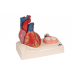 model ludzkiego serca naturalnej wielkości, 5 części z przedstawieniem skurczu - 3b smart anatomy kat.1010006 g01 3b scientific modele anatomiczne 3